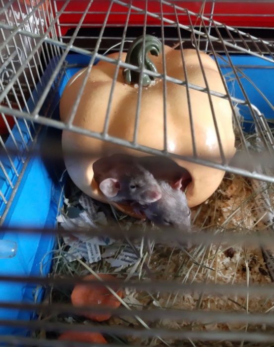 крыса  малыш