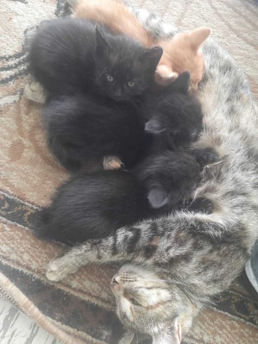 Віддам чорняве кошеня безкоштовно (дівчинка)