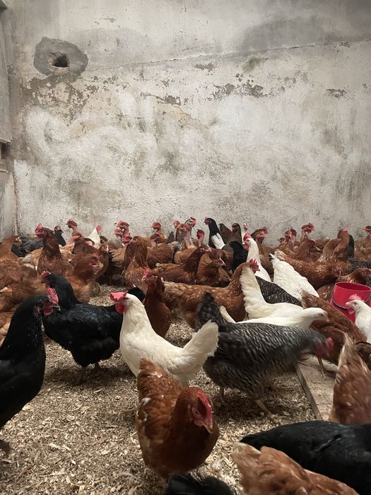 Galinhas  poedeiras  ja a por e de carne