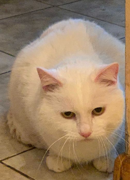 Білі котики в добрі руки