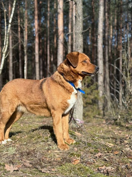 Cudowna Juma szuka kochającego domu!