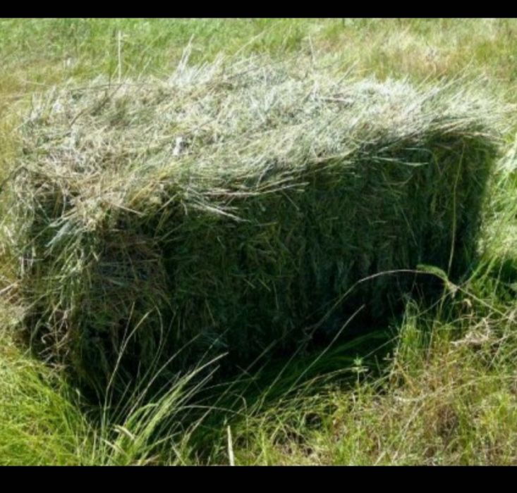 Продам сено люцерна в тюках