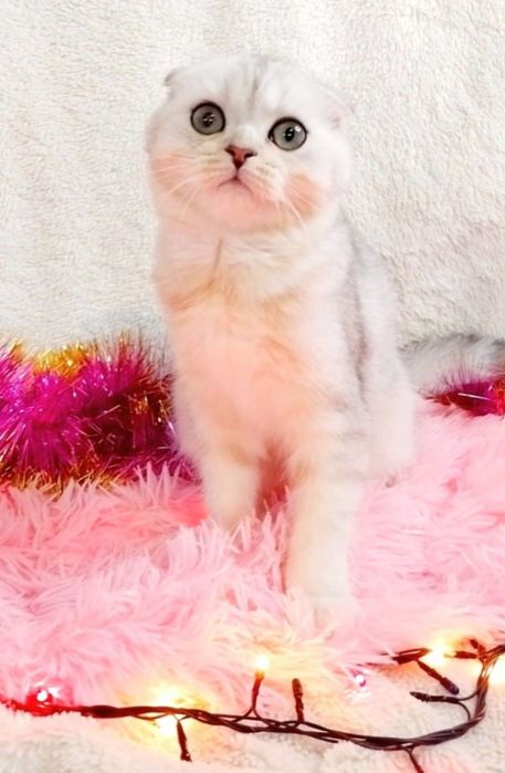 Неймовірно лагідний і ручний шотландський хлопчик Скотіш фолд