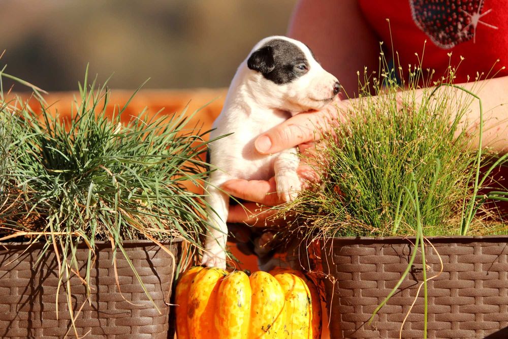 Whippet Chart angielski ZKwP/FCI śliczny piesek RICCO