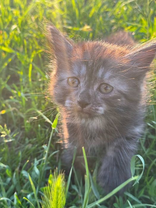 Гарні кошенята в доборі руки безкоштовно