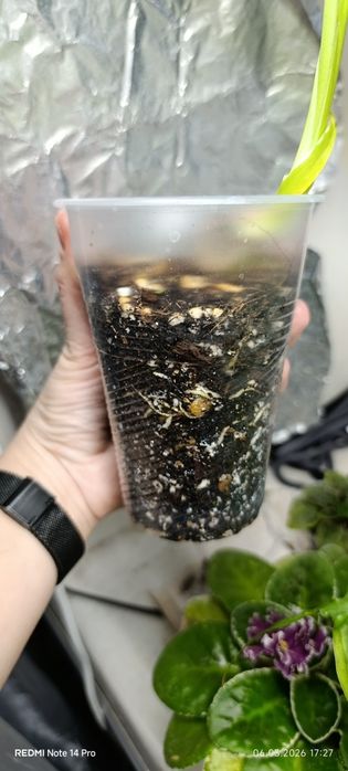 Монстера тайське сузір'я