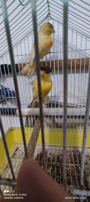 Casal de canários prontos para criarem