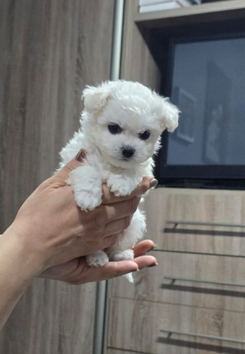 Bichon Frise mini Suczka