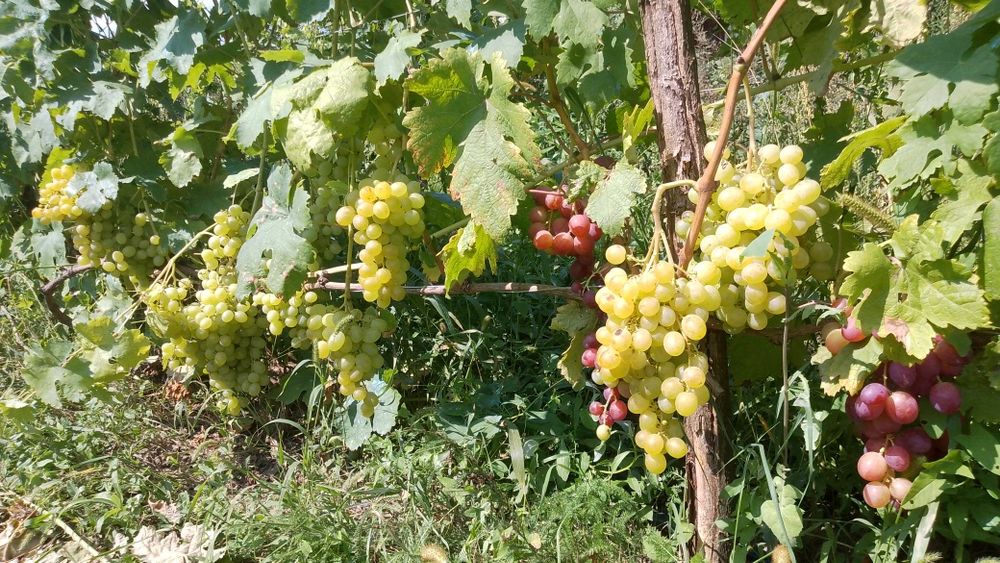 Черенки винограда