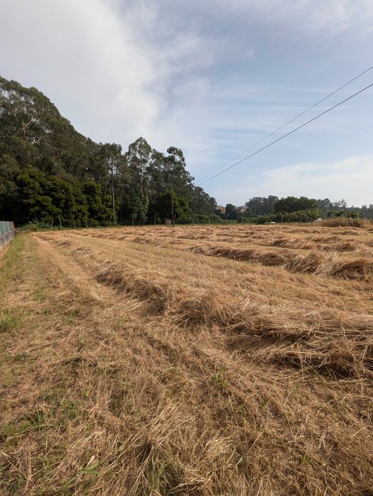 Fardos de palha 2025