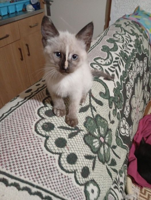 2 gatinhos para adoção responsável