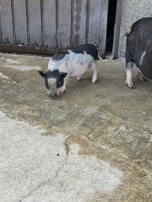 Mini pig Fêmea Preta