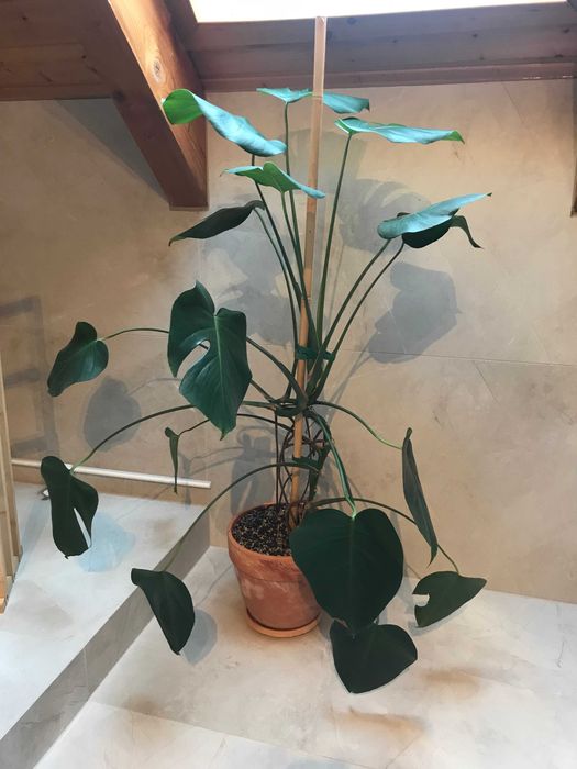 Monstera dziurawa 130 cm