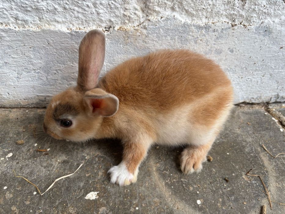 Coelhos anões bebés