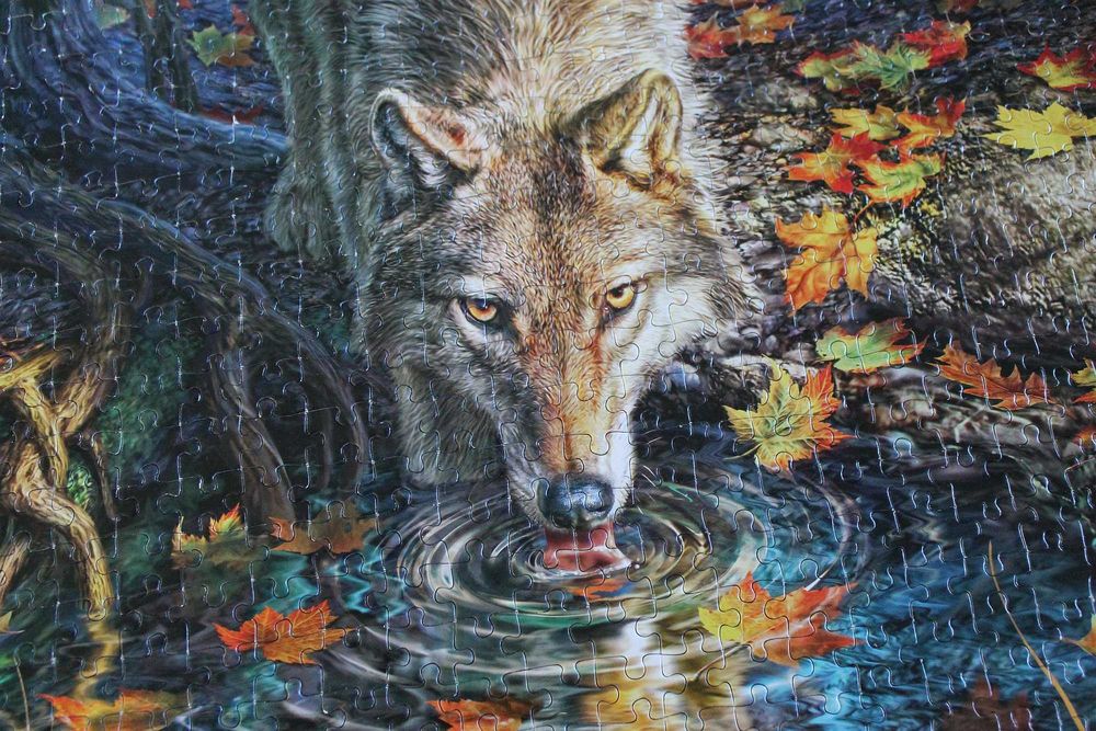 puzzle 1500 CASTORLAND wilk w lesie wolf in the wild 100% komplet