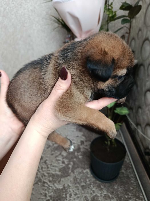 віддам даром цуценят