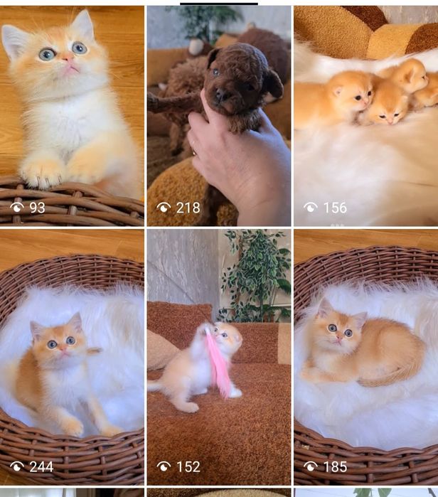 Выбор есть золотая шиншилла