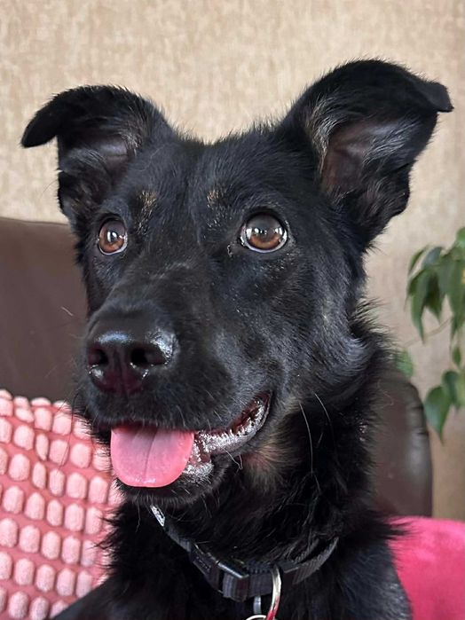 Janka - urocza sunia do adopcji!
