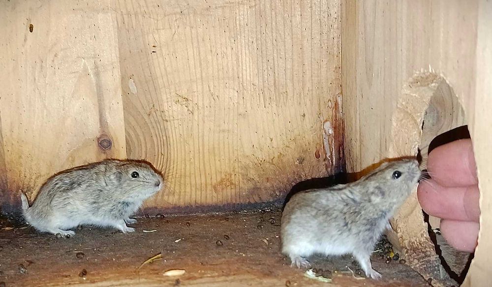 Sprzedam młode Lemingi stepowe