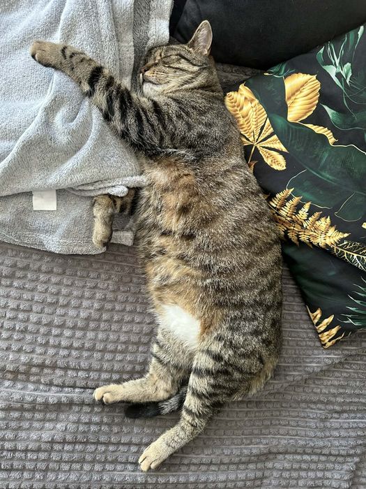 Jerry FeLV + szuka domu