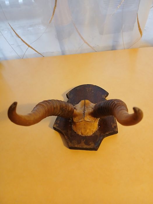 Декор из прошлого. Рога сайгака