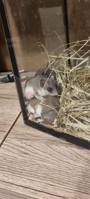 Popielica afrykańska popielice afrykańskie