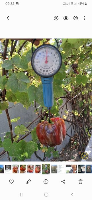 Перець солодкий насіння