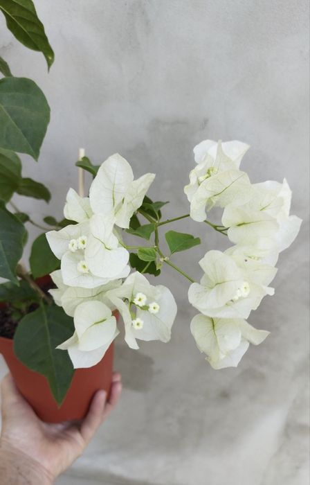 Бугенвілія  Bougainvillea  з цвітом