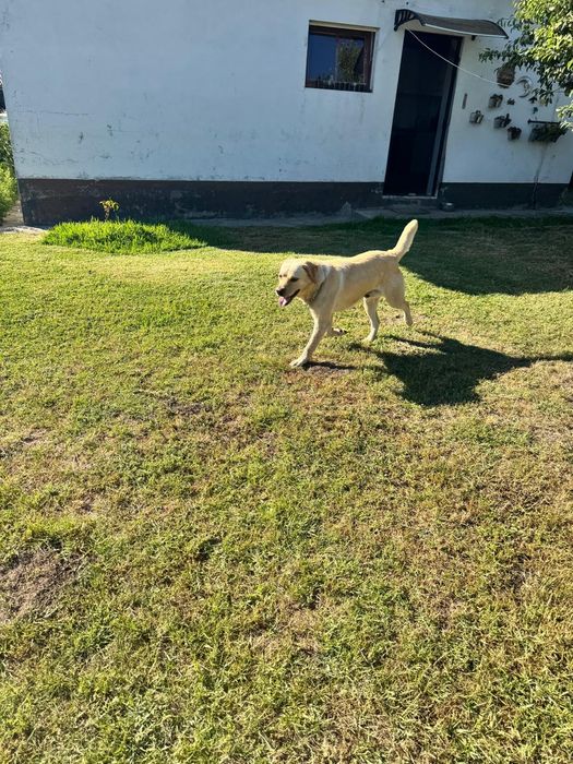 Labrador com 6 aninhos para adopção