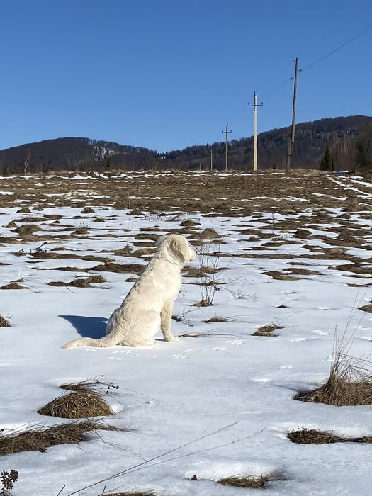 ПРЕМІУМ Голден ретривер хлопчик 5 місяців