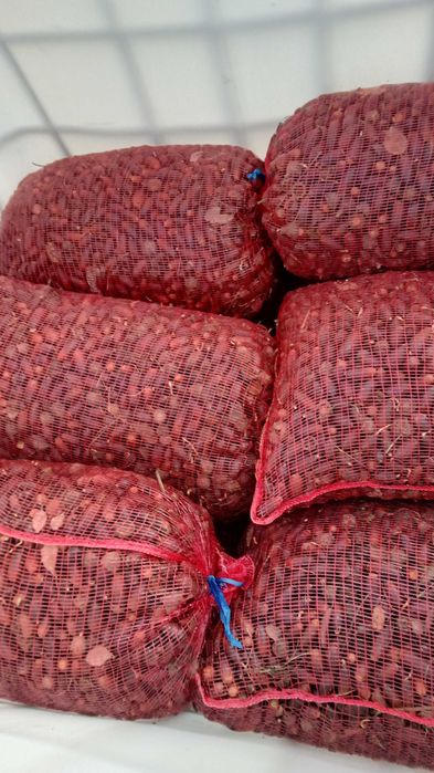 Bolota sobreiro nova