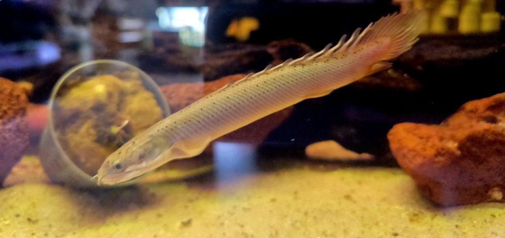 Polypterus senegalski