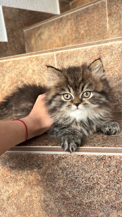 Золота шиншила, котинята, котики, кошенята