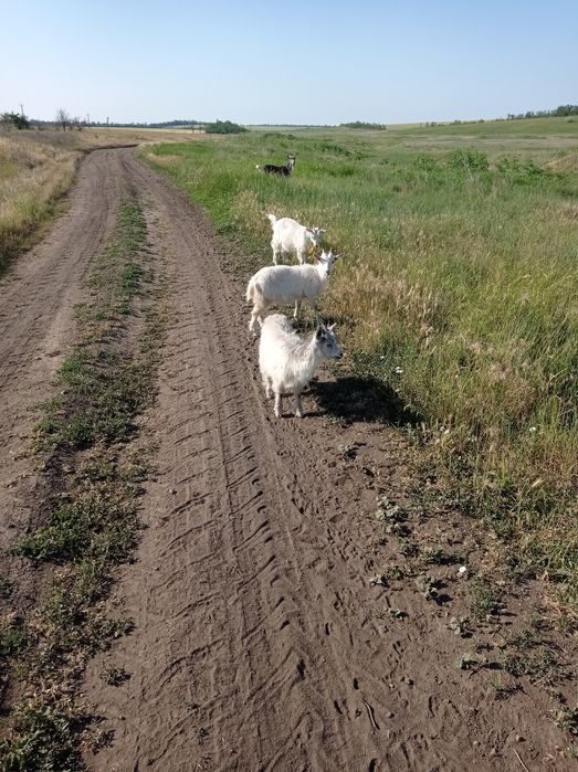 Продам козлят молодых