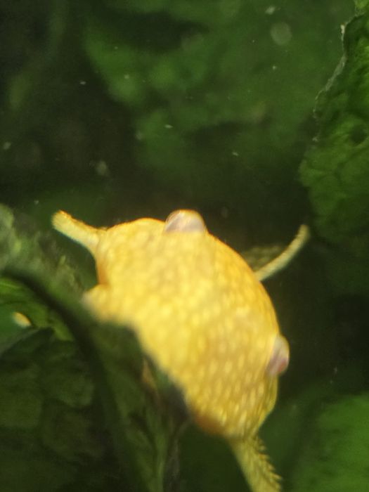 Glonojady zbrojniki niebieskie albinosy