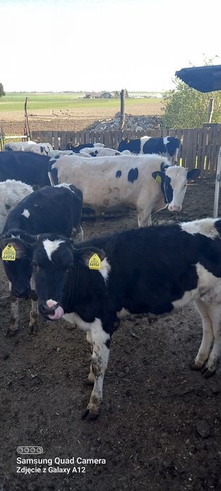 Sprzedam cielaki 12 sztuk