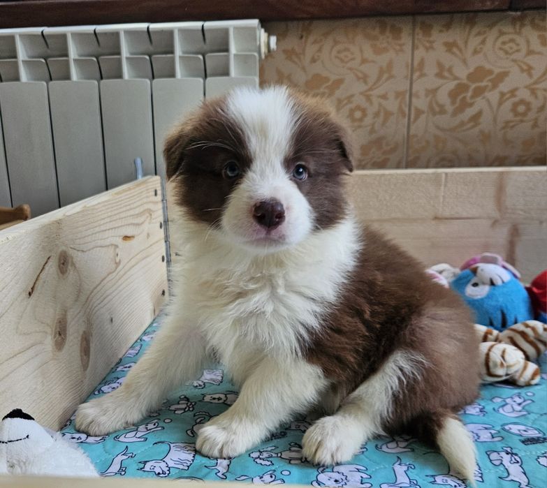 Цуценята бордер коллі!