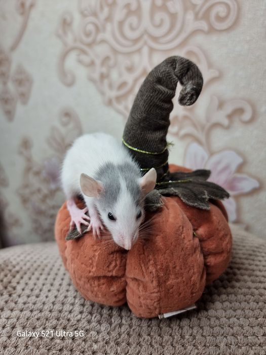 Крыса дамбо ушки голубые крысята доставка