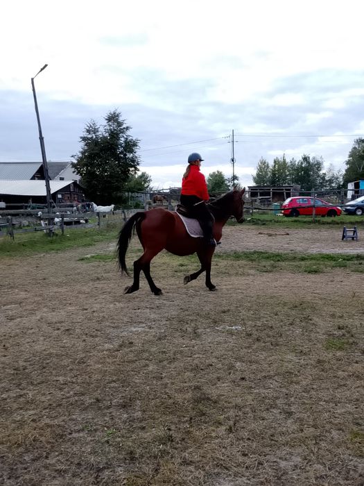 Klacz sprzedaż lub zamiana