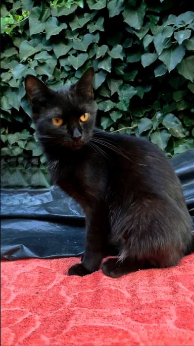 Отдам даром в добрые руки черную кошечку метис шотландки