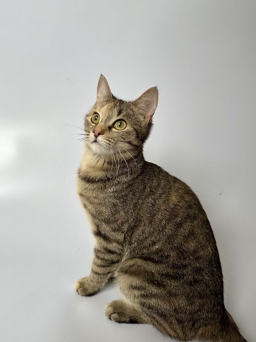 Котёнок кошка полгода
