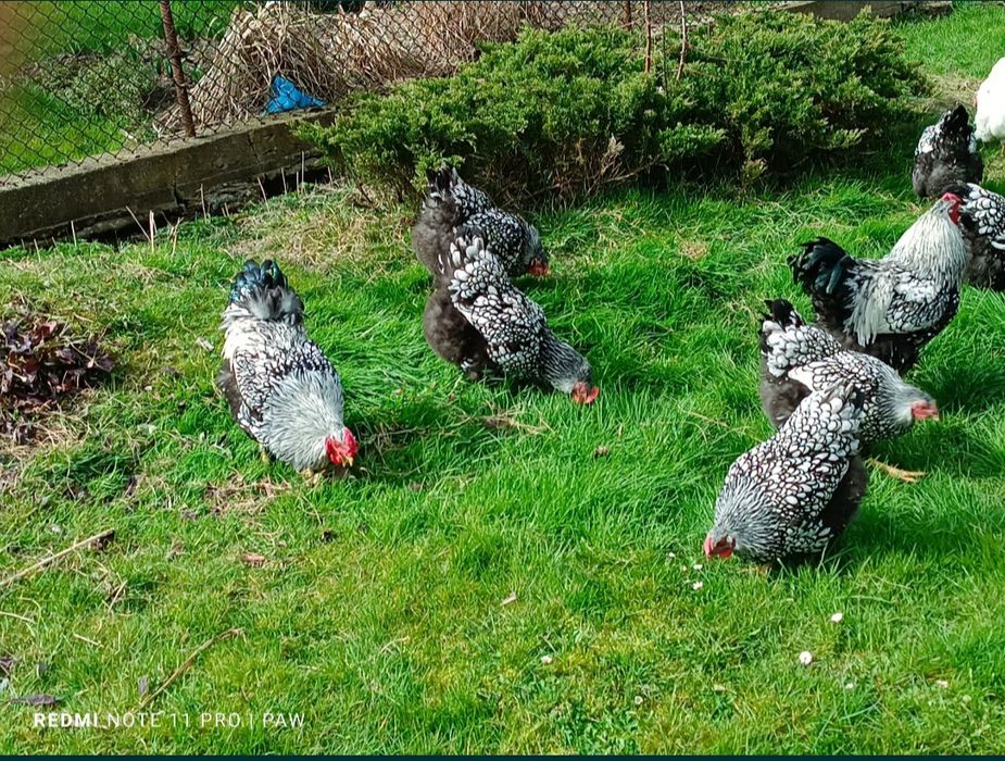 PROMOCJA na koguty Lakenfelder Marans Australorp lęgowe Amrock