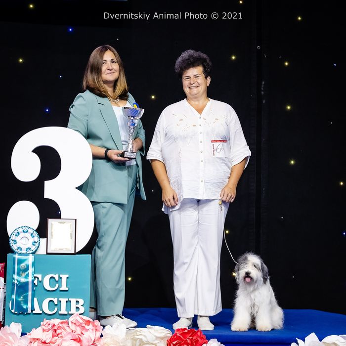 Український одіс Цуценята від Чемпіонів та Топ-собак. НЕ КСУ