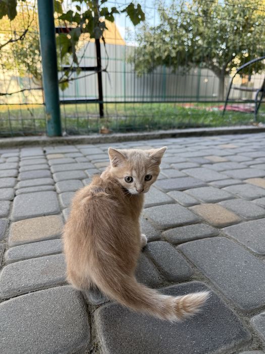 Кошенята в добрі руки