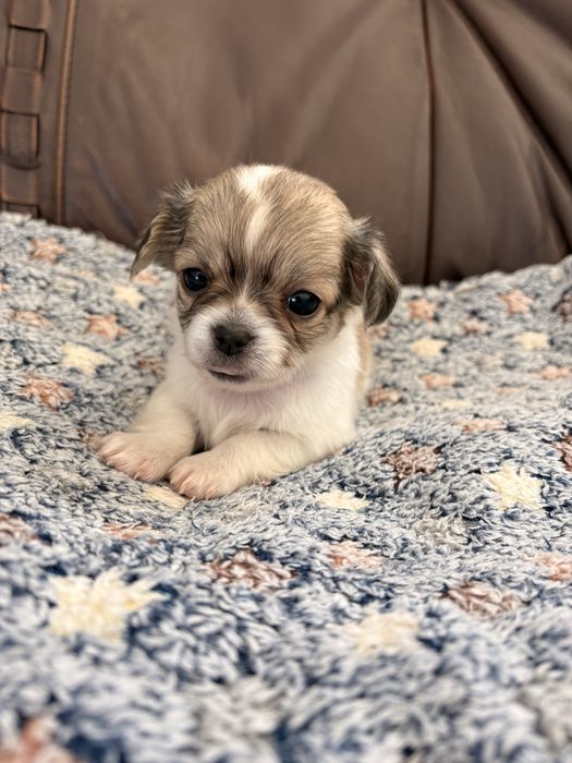 Chihuahua długowłosa – suczka, biało-łaciata.