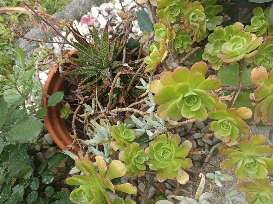 Suculentas diversas