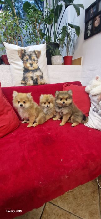 Szpic pomeranian chłopak