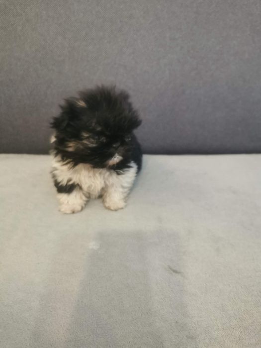 Sprzedam pekińczyki