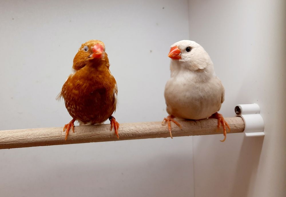 Zeberki zeberka Rudopierśne