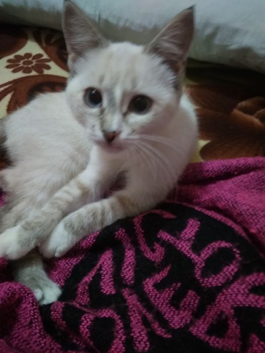 Віддам кошеня у добрі руки